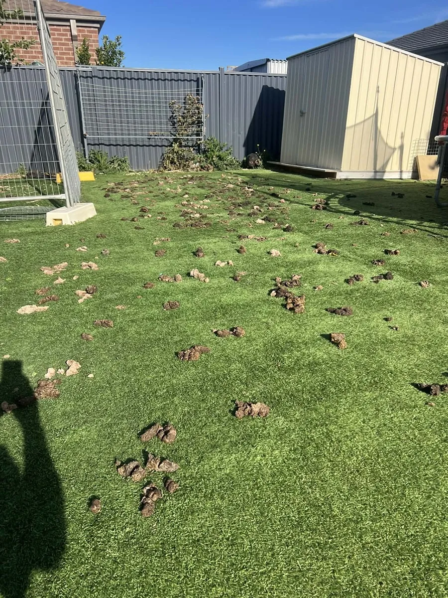 Backyard before Scoop Force clean-up